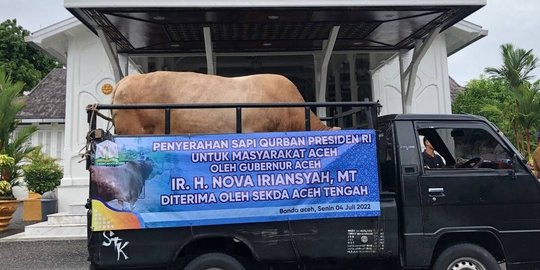 Jokowi Kurban Sapi Ras Simmental di Aceh, Berat Mencapai 874 Kg