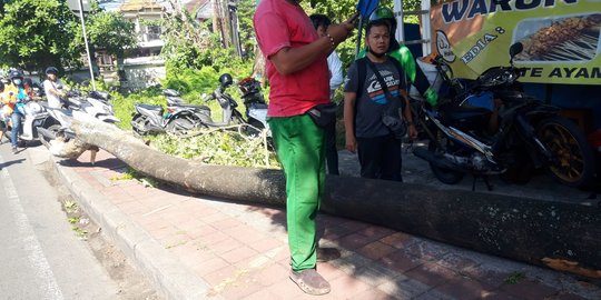 Pohon 13 Meter Tumbang di Denpasar, Pemotor Tewas dan 4 Kendaraan Rusak