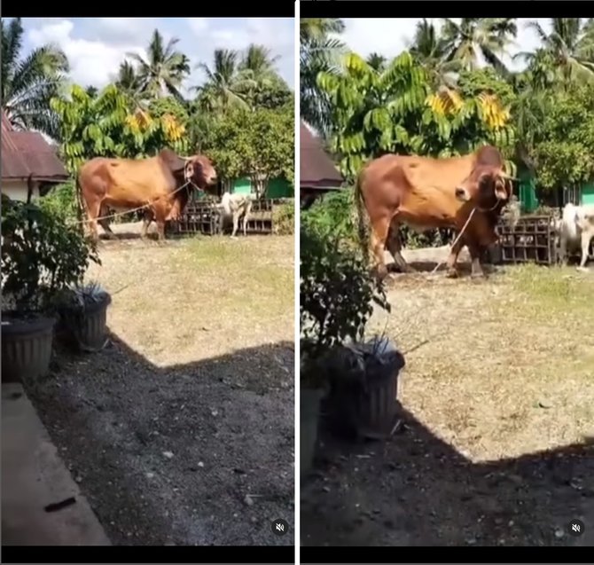 tingginya hampir capai atap rumah sapi kurban raksasa ini curi perhatian warganet