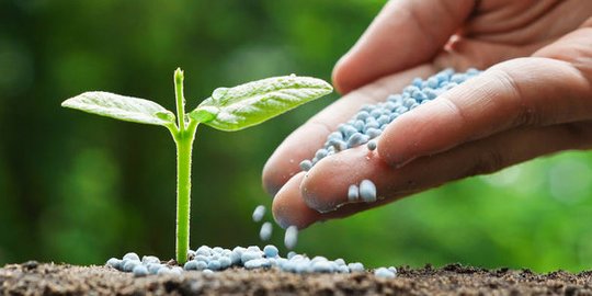 Fungsi Pupuk NPK bagi Pertumbuhan Tanaman, Bantu Penuhi Nutrisi Tanah