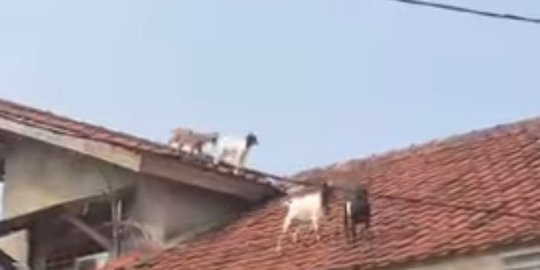 Viral Video Kambing Kurban Lepas Berlarian di Atap Rumah, Begini Penampakannya