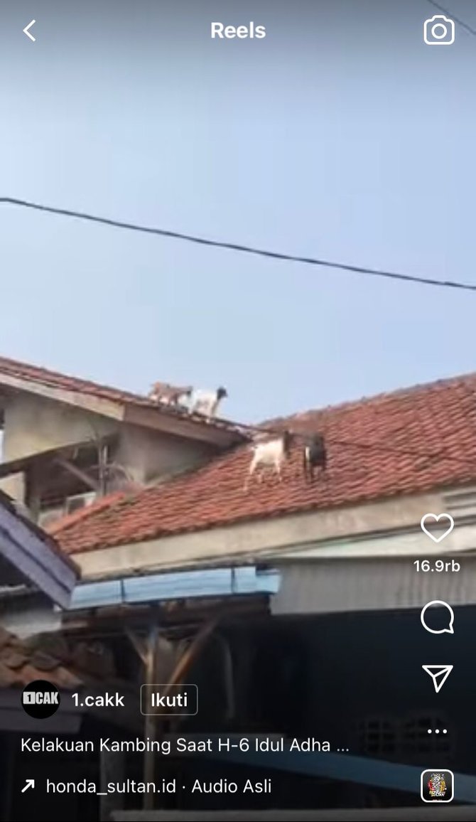 kambing lepas naik atap rumah