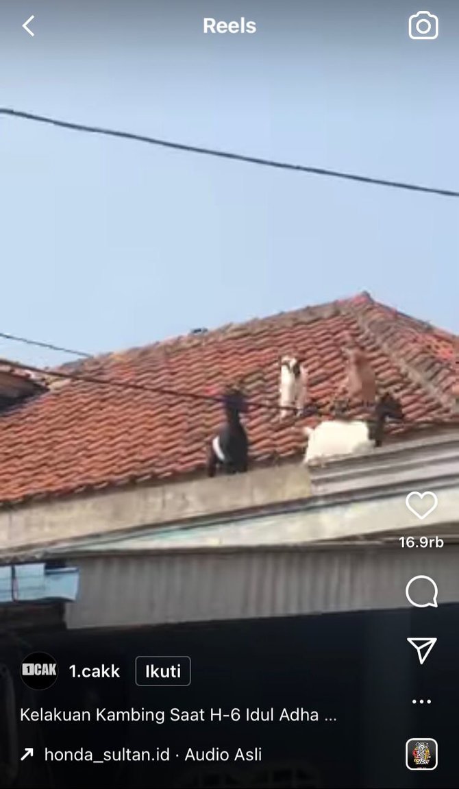 kambing lepas naik atap rumah