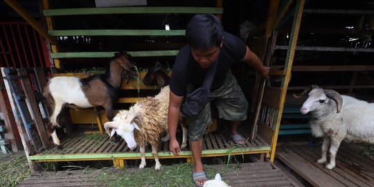 Ribuan Hewan Ternak di Kota Bandung Banyak yang Tidak Layak Jual