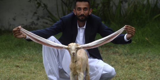 Simba, Anak Kambing dengan Telinga Terpanjang di Dunia Simba, Anak Kambing dengan Telinga Terpanjang di Dunia