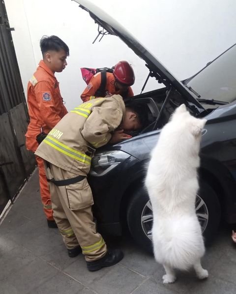 aksi heroik petugas damkar selamatkan kucing terjebak di mesin mobil banjir pujian