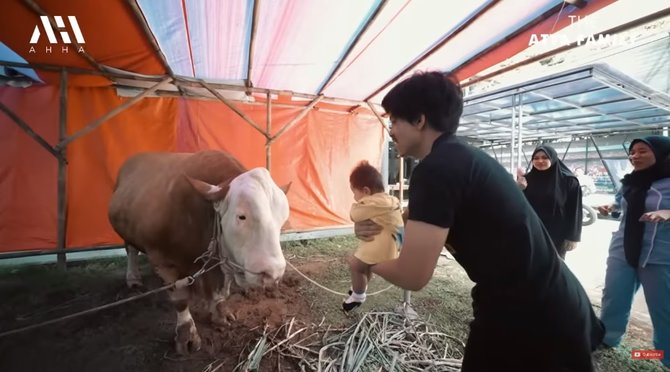 atta ajak ameena lihat sapi