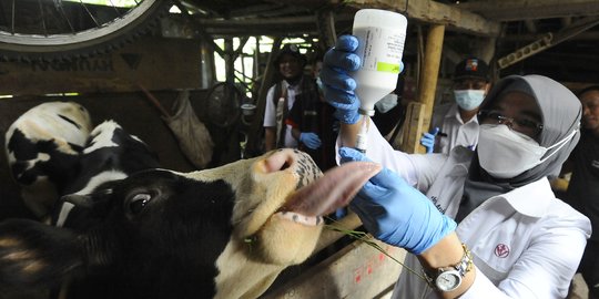 Butuh 20 Ribu Dosis Vaksin PMK, Kabupaten Bogor Baru Terima 7.900 Dosis