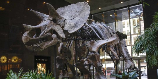 Kerangka Dinosaurus Berusia 76 Juta Tahun akan Dilelang