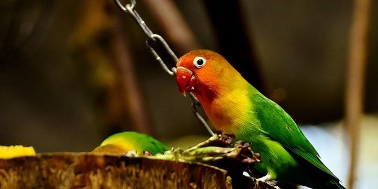Cara Merawat Lovebird bagi Pemula, Perhatikan Kondisi Kandangnya