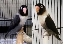 jenis lovebird