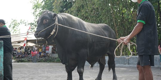 Jokowi Kurban Dua Sapi Berbobot Lebih dari Satu Ton di Yogyakarta