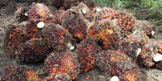 Membongkar Penyebab Anjloknya Harta TBS Kelapa Sawit