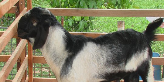 Jelang Idul Adha, Penjualan Kambing di Jakarta Utara Naik 100 persen