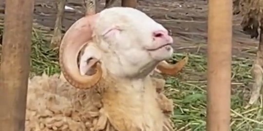 Bak Mengerti akan Dikurbankan, Kambing Ini Seolah Makan Sambil Tersenyum