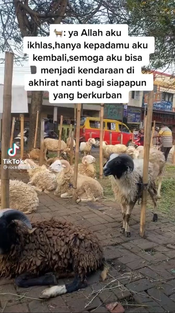 kambing makan sambil tersenyum