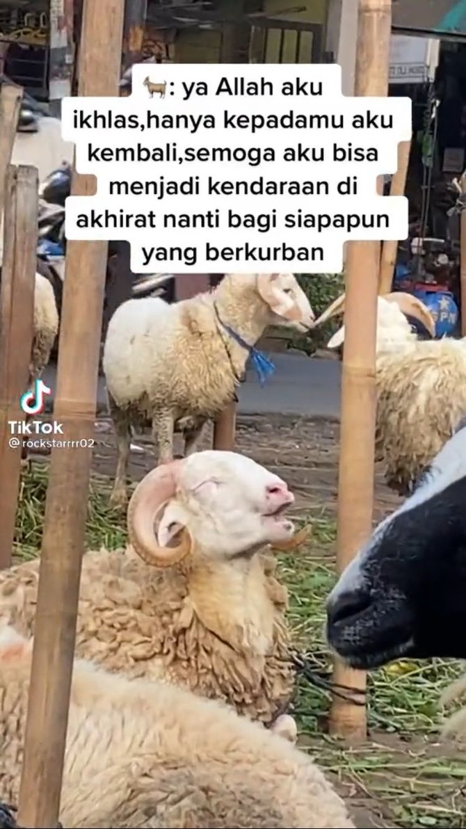 kambing makan sambil tersenyum