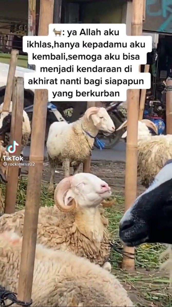 kambing makan sambil tersenyum