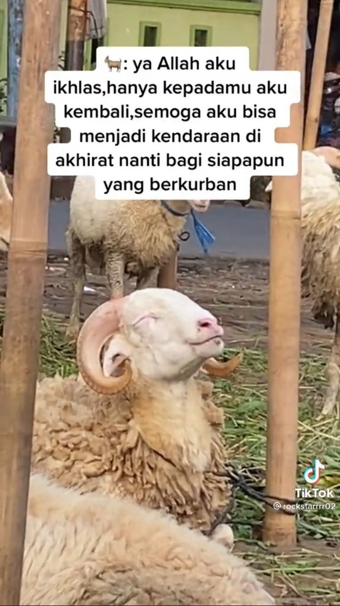 kambing makan sambil tersenyum