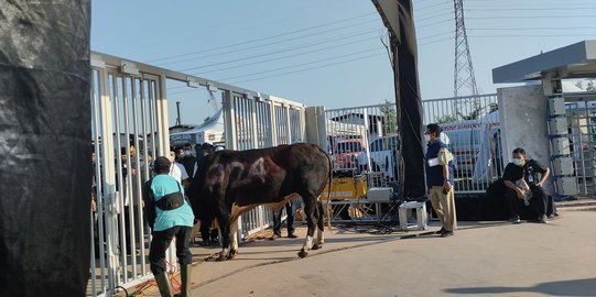 Sapi Kurban Anies Bernomor 024, Dikaitkan dengan Pilpres 2024