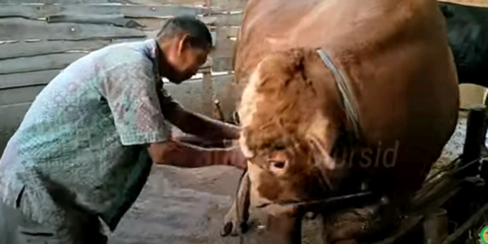 Dikurbankan, Peternak Ini Menangis saat Harus Berpisah dengan Sapi yang Dirawatnya