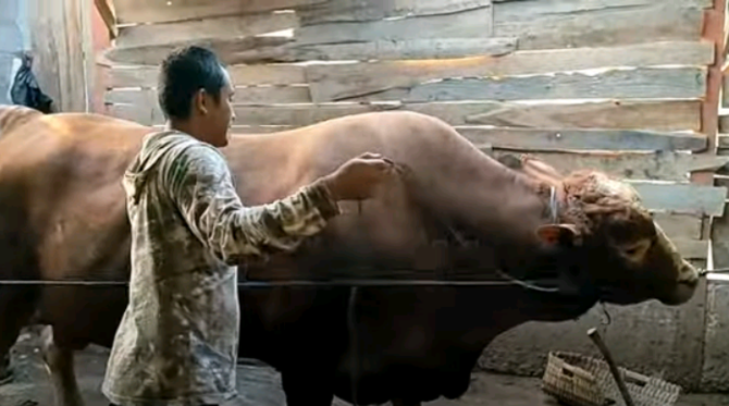 mbah rabit dan sapi kesayangannya
