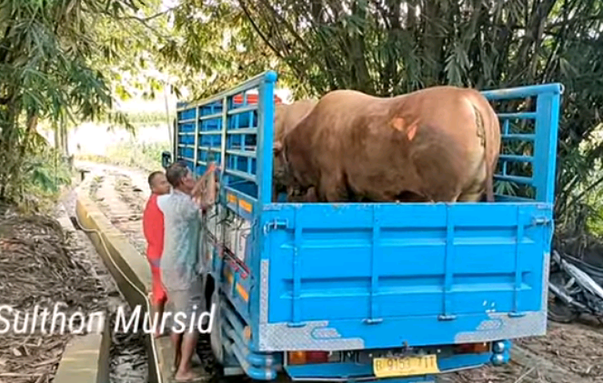 mbah rabit dan sapi kesayangannya