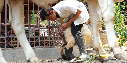 Gelar Penyembelihan, Hewan Kurban di Kemenkes Bersertifikat Bebas Penyakit