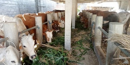 Cacing Hati Ditemukan pada Ratusan Hewan Kurban di Bantul