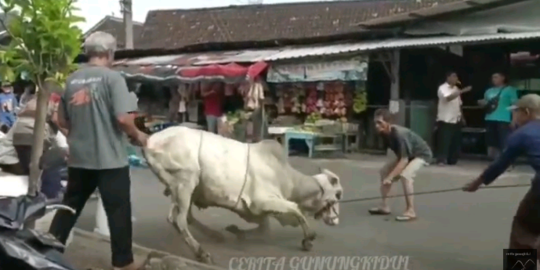 Hendak Disembelih, Sapi di Gunungkidul Ini Ngamuk Sampai Masuk Pasar