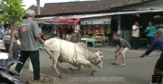 sapi ngamuk di gunungkidul