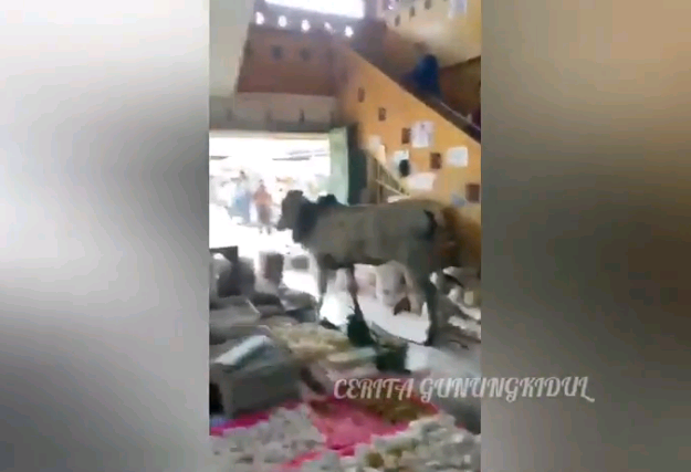 sapi ngamuk di gunungkidul