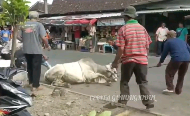sapi ngamuk di gunungkidul