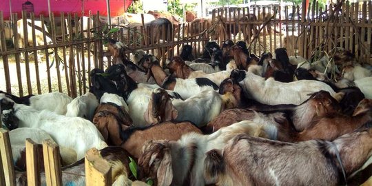 Tak Terpengaruh PMK, Warga Satu Kampung di Garut Berkurban hingga 800 Domba