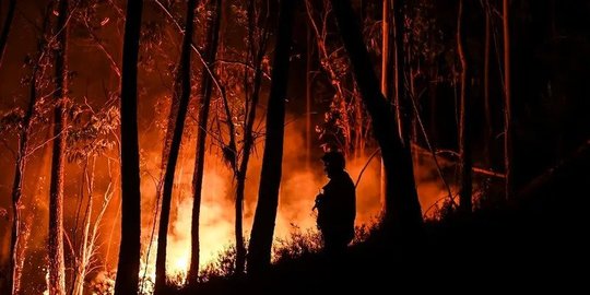 Perang Lawan Kebakaran Hutan, Portugal Kerahkan 3.000 Pemadam dan 60 Pesawat