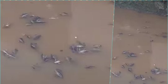 Menelisik Ikan Terkuat Hadapi Limbah Keok di Sungai Kali Baru Kramat Jati