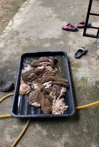 viral pria ini bersihkan jeroan hewan qurban pakai mesin cuci