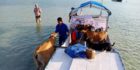 Penyaluran Ribuan Hewan Kurban di Berbagai Daerah Jatim, Sapi Kambing Diangkut Perahu