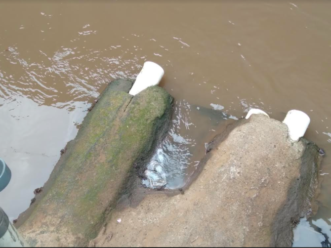 ikan sapu sapu mati di kali baru