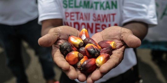 Harga Sawit di Riau Anjlok, Petani Terpaksa Berutang untuk Beli Beras