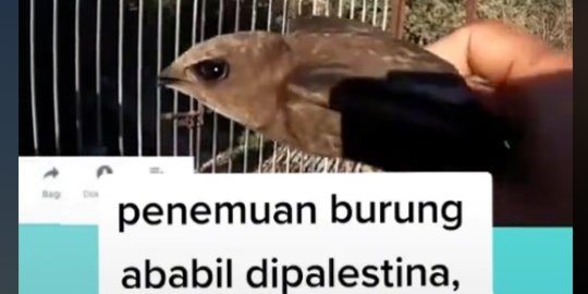 CEK FAKTA: Tidak Benar Video Penampakan Burung Ababil di Palestina