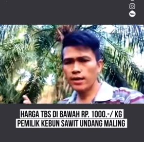 harga sawit di bawah rp1 ribukg pemilik kebun persilakan maling mencuri