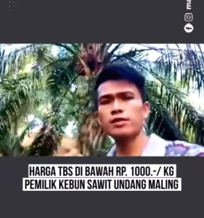 harga sawit di bawah rp1 ribukg pemilik kebun persilakan maling mencuri