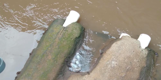 Imbas Kematian Massal Ikan Sapu-sapu, Pemprov DKI Diminta Uji Sampel Semua Kali