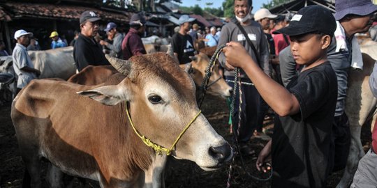 Puluhan Daerah di Sumut Masuk Zona Merah PMK