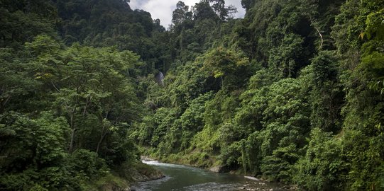 434,2 Juta Hektare Hutan di RI Bisa Dimanfaatkan Turunkan Emisi Karbon