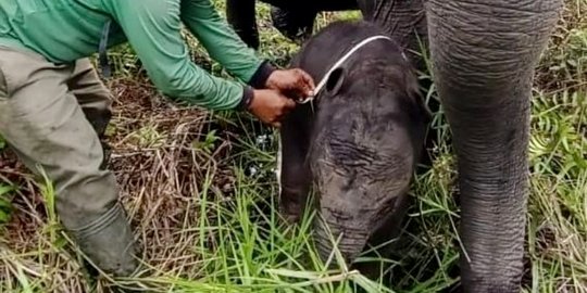 Seekor Gajah Sumatera Betina Lahir di PLG SM Padang Sugihan Sumsel
