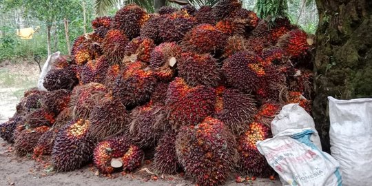 Keran Ekspor Kembali Dibuka, Penjualan Sawit Keluar Negeri Juni Tumbuh 862 Persen