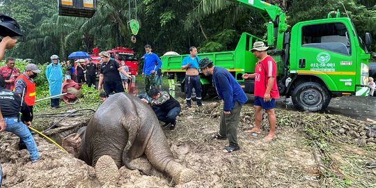 Penyelamatan Dramatis Induk dan Anak Gajah Thailand Terjebak di Lubang Got