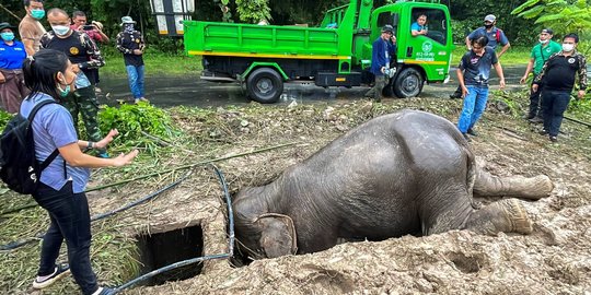 Penyelamatan Dramatis Gajah dan Anaknya yang Terperangkap di Sebuah Lubang